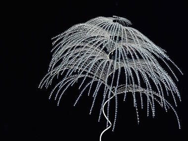 The curly-cue shape is a characteristic of this chrysogorgid octocoral, called Iridogorgia.