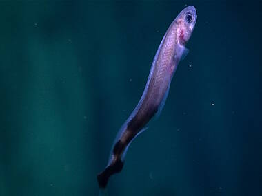 This pearlfish represents a range extension for this newly described genus.