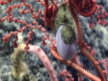 Close up of a cirrate octopod egg case (brown) and inner chorion (purple). The octopus embryo will develop within the chorion until it is ready to hatch.