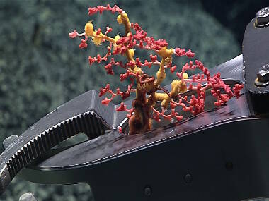 Deep Discoverer collected a bubblegum coral with encrusting zoanthid.