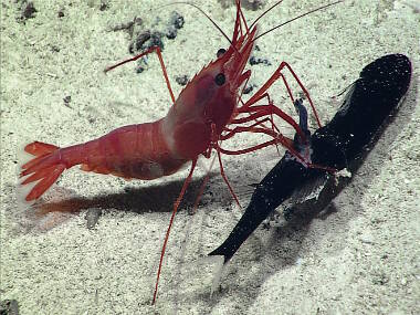 A caridean shrimp, Heterocarpus, was observed feeding on a type of mid-water dragonfish, possible a stareater, at around 998 meters.