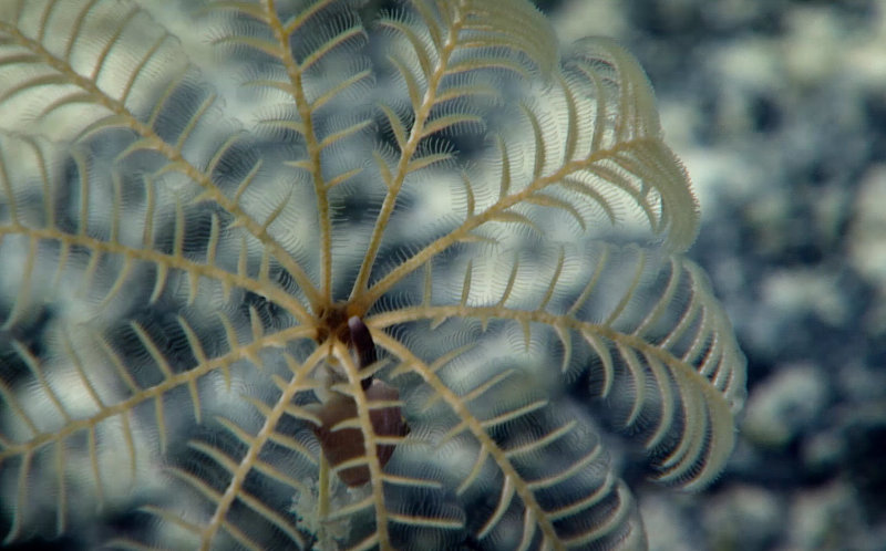 Snail-Crinoid Interaction