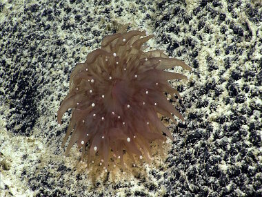 This corallimorph was found at “West Palmyra Seamount” at approximately ~2,170 meters (7,120 feet) depth. Notice the white tips of its tentacles.