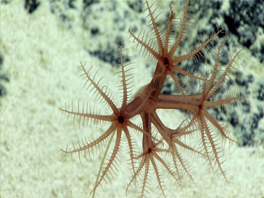 We saw several growth stages of the sea pen, Umbellula, anchored in sediment patches. This one is a young colony.