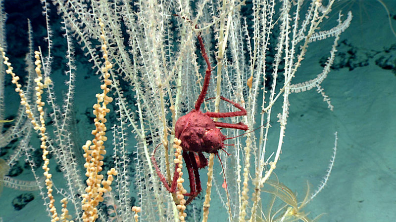 A close-up view of a bamboo coral, with a small king crab (genus Paralomis) hanging on.