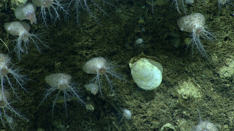 While they may look like anemones, believe it or not, these are holothurians! Several of our science team had never seen this type of sea cucumber, so it was an interesting discovery to find several boulders covered in them.