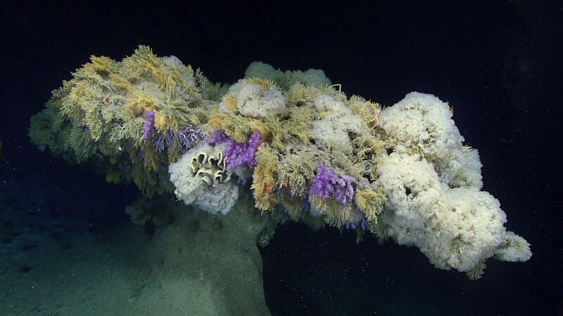 A snake eel in thicket of polychaete worms. These polychaetes have built large worm tubes and were found in a high density for a portion of our dive at Jarvis Island. 