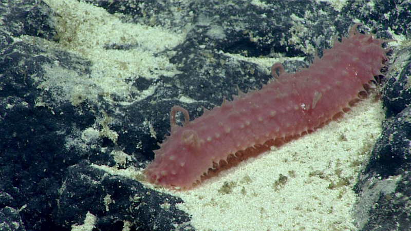 This holothurian is also from the family Synallactidae, likely from the genus Synallactes, at 1,930 meters at the site dubbed Keli'ihananui.