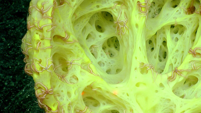 On “Kahalewai” Seamount, hundreds of brittle stars occupy a yellow glass sponge. They are perching in areas where water flow is most conducive to capturing prey with their tube feet and spines.