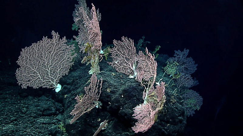 Several large deepwater corals grow in a high-density community.