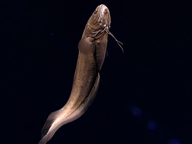 This cusk eel hung out above the seafloor at about 1,840 meters (6,035 feet) of depth in the glow of Deep Discoverer’s lights.