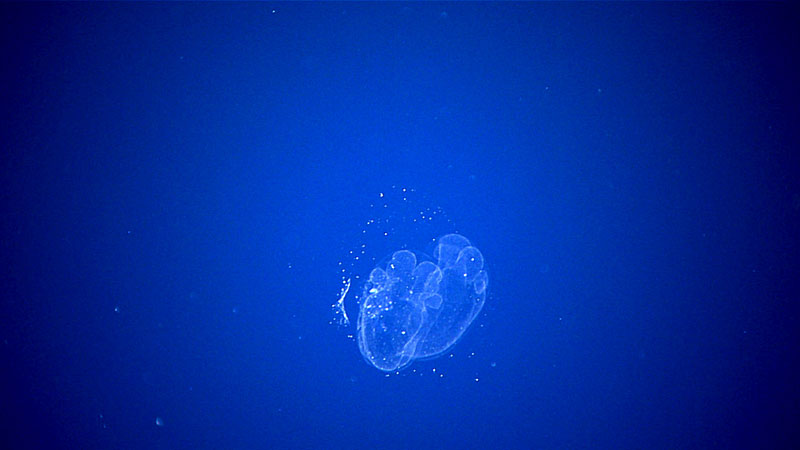 This is a larvacean, or sea tadpole, “house.” The diffuse outer filter catches the larger particles that would be too big to fit in the larvacean’s mouth and protects the inner filter, which is used to strain food particles from the water. The larvacean lives nested inside this inner filter and produces a current by beating its tail. This current both keeps the house inflated and moves water through the filter of the house. The two-lobed structure of the inner filter and the bumpiness or sub-lobes suggest this may be a species of Mesochordeus.