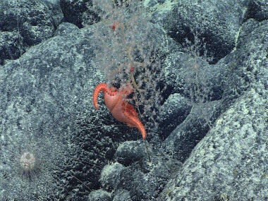 Our science team is always excited about acts of predation when exploring the deep sea! Aside from learning more about the behaviors and associations of the organisms observed, these sorts of predation events were rarely documented prior to the beginning of NOAA’s Campaign to Address Pacific monument Science, Technology, and Ocean NEeds (CAPSTONE) in 2015.