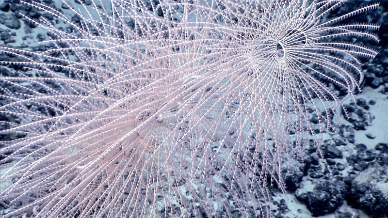 Large cology of Iridogorgia magisprialis, an octocoral in the family Chrysogorgiidae. The spiraling main axis of this coral helps increase the surface area and food supply to the coral’s polyps.