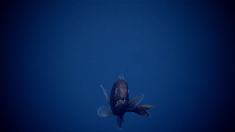 This species of Anoplogaster, known as a fangtooth, spent some time considering what Deep Discoverer was doing down there.