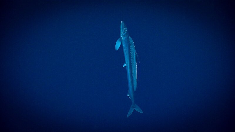 Alepisaurus ferox, also known as the lancetfish. This individual was completely straight and looking toward the surface when we encountered it in the midwater, a behavior seen in other fish as well, such as the Serrivomeridae that were common throughout the expedition.