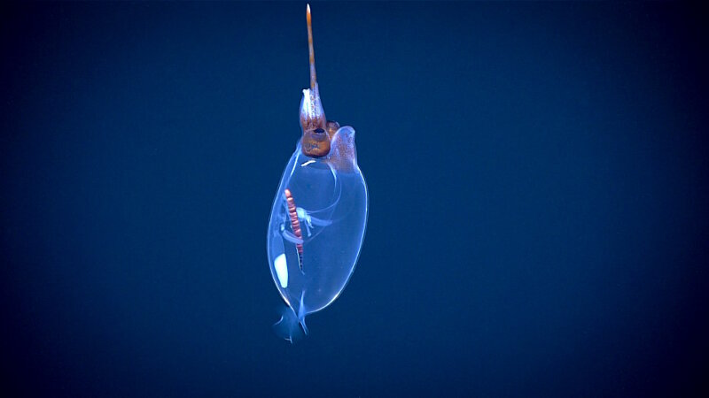 After seeing some squid ink in the water, we finally encountered this boarlet squid. It is no surprise that this animal is from the family Cranchiidae, also known as the glass squids.