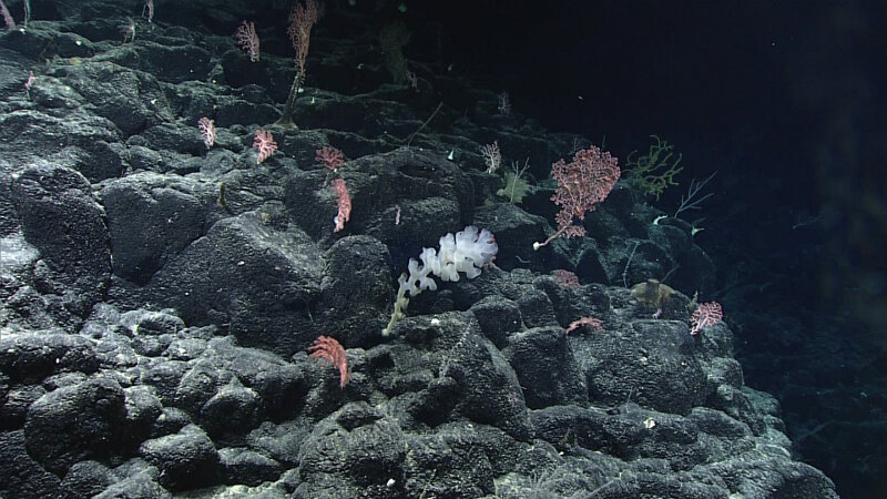 It is always exciting to see small, young corals in high density, like we saw at Rapano Ridge, as it is an indication of healthy populations. Over the next hundreds of years, this community will grow and change and potentially end up looking like one of the communities of large corals we observed upslope on this dive.