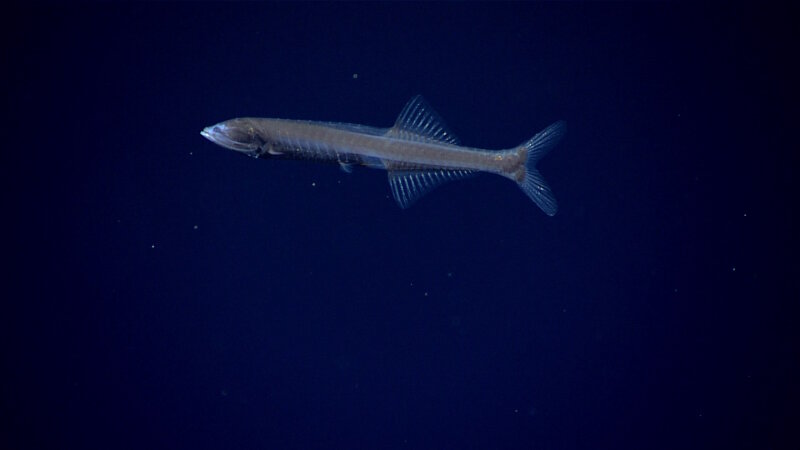 One of the most abundant vertebrates on earth, Cyclothones were a common fauna observed during our midwater exploration in the Musicians Seamounts.