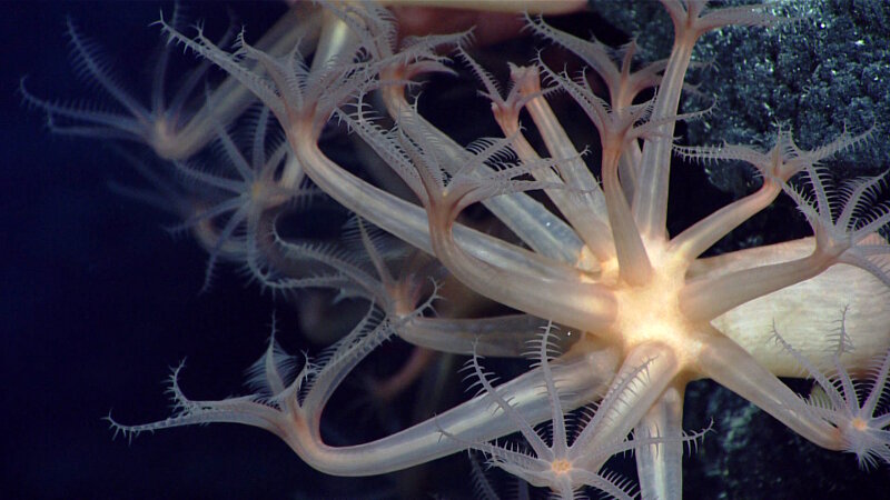 At a couple different sites, like Liszt Seamount and Beethoven Ridge, mushroom corals, like these Anthomastus, were common