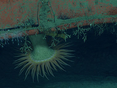 A hormathiid anemone and hydroids on the underside of the shipping container.