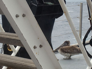 After being blown out to sea, this pelican landed on the ship to catch his breath.