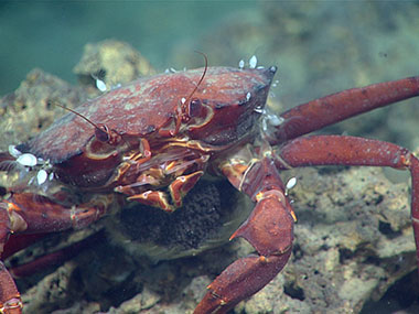 A red crab sits on a piece of carbonate near a methane seep. The crab is laden with eggs, which are visible on her underside.