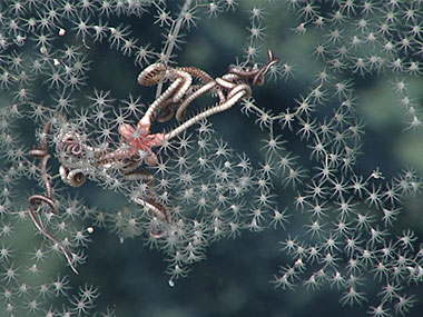 A Metallogorgia sp. octocoral with a commensal serpent star (Ophiocreas sp.). It is suspected that these two species require each others’ presence to survive!