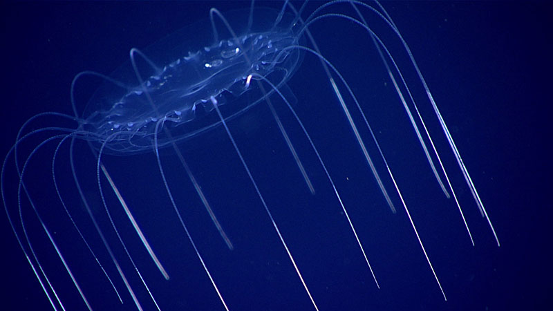 During this expedition, we had the opportunity to explore the water column following the seafloor portion of several dives. By conducting a series of transects at intervals between 900 and 300 meters depth, we caught glimpses of the life that inhabits this largest and least explored environment on Earth.