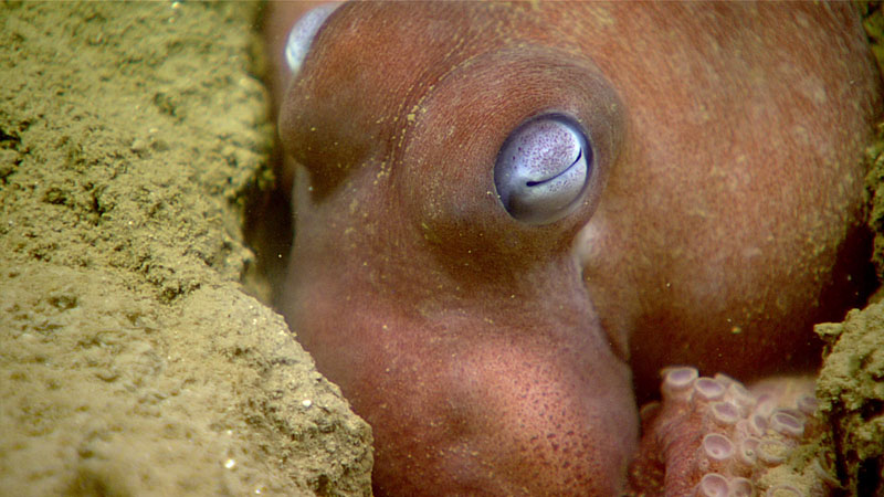 We didn’t encounter many octopods during this expedition, but on the December 18 dive at Gulfoil/MC796, we saw two, likely Muusoctopus januarii.