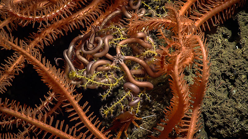 An asteroschematid snake star coiled among the branches of a small plexaurid octocoral, and surrounded by the spiny arms of large Novodinia brisingid sea stars on a craggy carbonate pinnacle discovered during Dive 13 at Tunica Mound at a depth of 401 meters (1,315 feet).