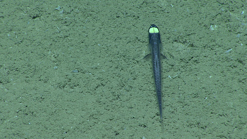 Our second dive of the expedition took us relatively deep, to below 2,000 meters (6,560 feet) to explore a canyon feature southwest of Pulley Ridge along the West Florida Escarpment. During the dive, we encountered this common deep-sea fish, Ipnops murrayi. Ipnops is in the family with other tripod fishes (see image below), but lacks the elongated and specialized fin rays. Rather, this is the only genus in the family to have thin, bony membranes covering degenerate eyes.