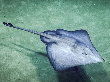 Male skate (Fenestraja sp.) with attached parasitic isopod seen towards the beginning of the dive.