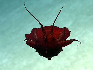 When this currently unidentified squid (possibly Discoteuthis sp.) was observed, it appeared to be curled in upon itself with its arms folded in what may be a defensive posture. What appears to be the beak is visible towards the lower part of the center of the animal and is slightly lighter in color than the body. The behavior seen in this picture was described as “probably the most bizarre squid I’ve ever seen” by our cephalopod expert, Mike Vecchione. 