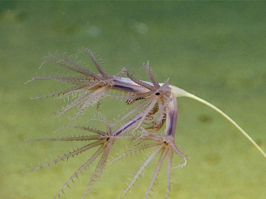 One of the most commonly observed organisms on Dive 05 was this sea pen, an Umbellula species with four large polyps. 