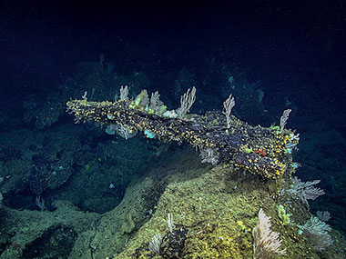 When water flows through pores in carbonate rock, dissolution can happen, causing these dramatic overhangs. Three different primnoid coral species are on top of this rock, which became the dominant fauna upslope.