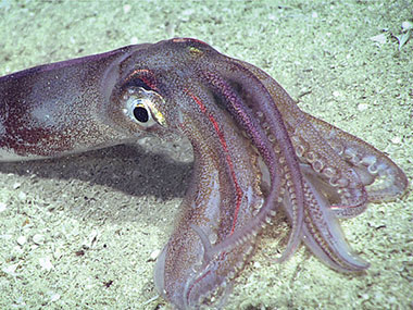 At the beginning of the dive, squid (Illex sp.) were common.