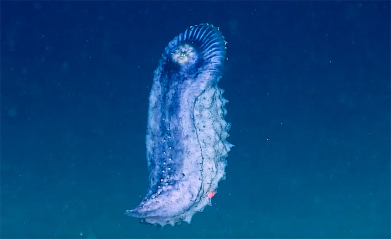 Swimming sea cucumber