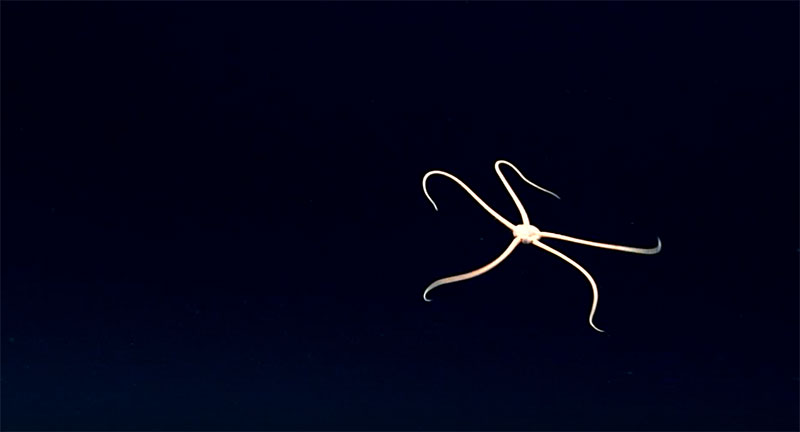 Brittlestar swimming in the water column.