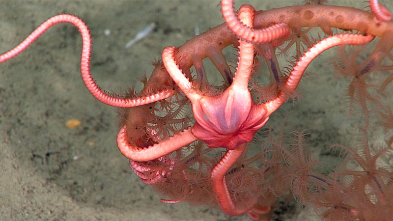 Normally the remotely operated vehicle (ROV) Deep Discoverer images brittle stars along the sea floor on in the branches of corals as seen in these images from the Windows to the Deep 2018 expedition. During the first dive of this expedition the scientists had a rare sighting of a ophiuroid swimming.