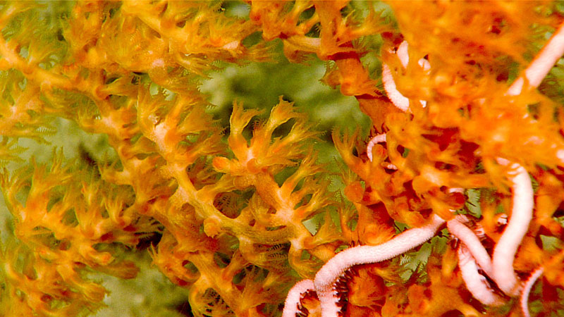 Normally the remotely operated vehicle (ROV) Deep Discoverer images brittle stars along the sea floor on in the branches of corals as seen in these images from the Windows to the Deep 2018 expedition. During the first dive of this expedition the scientists had a rare sighting of a ophiuroid swimming.