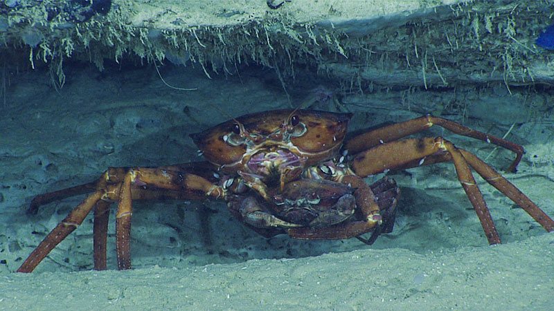 Mating crabs