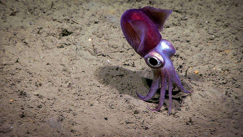 This bobtail was imaged taking flight during Dive 12 of the Windows to the Deep 2018 expedition.