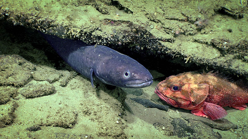 Two fish, a conger eel and a scorpion fish inhabit an overhang encrusted with small anemones.