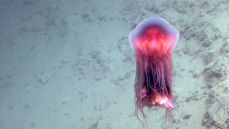 This species of jelly was seen throughout the dive and during the 500 meter water column transect of Dive 15 for the Windows to the Deep 2018 expedition.