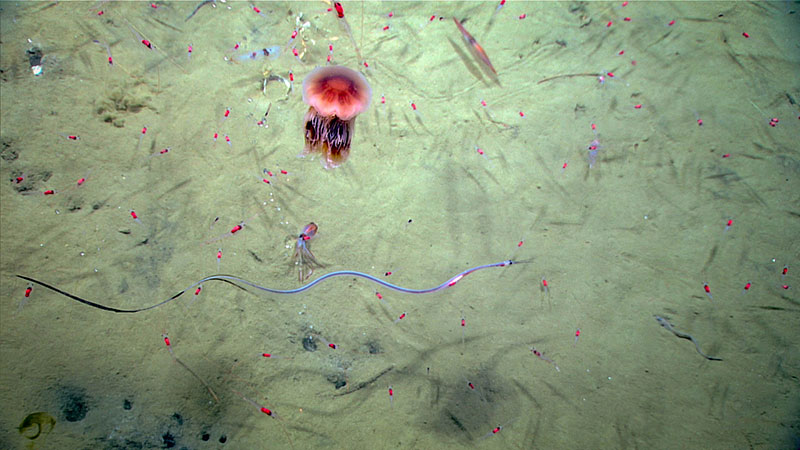 Many different organisms, including a snipe eel, jelly, shrimp, and squid seen in the water during Dive 16 of the Windows to the Deep 2018 expedition.