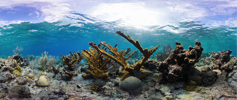 Shallow coral at Buck Island Reef National Monument.