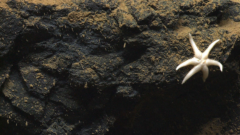 Six-legged sea star, Laetmaster spectabilis, seen during the NOAA Ship Okeanos Explorer’s Exploring Puerto Rico’s Seamounts, Trenches, and Troughs expedition in 2015.