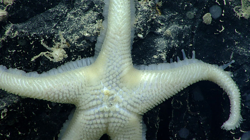 Pythonaster atlantidis seen during Dive 5 of the Oceano Profoundo 2018 expedition.