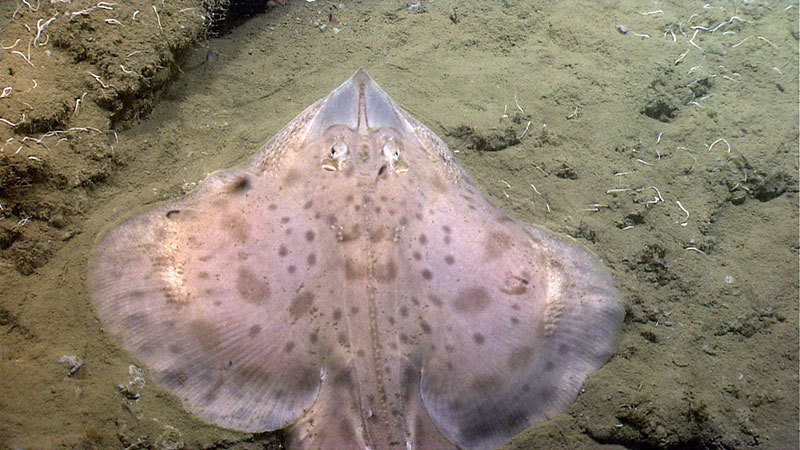 A skate rests along the wall of Washington Canyon.